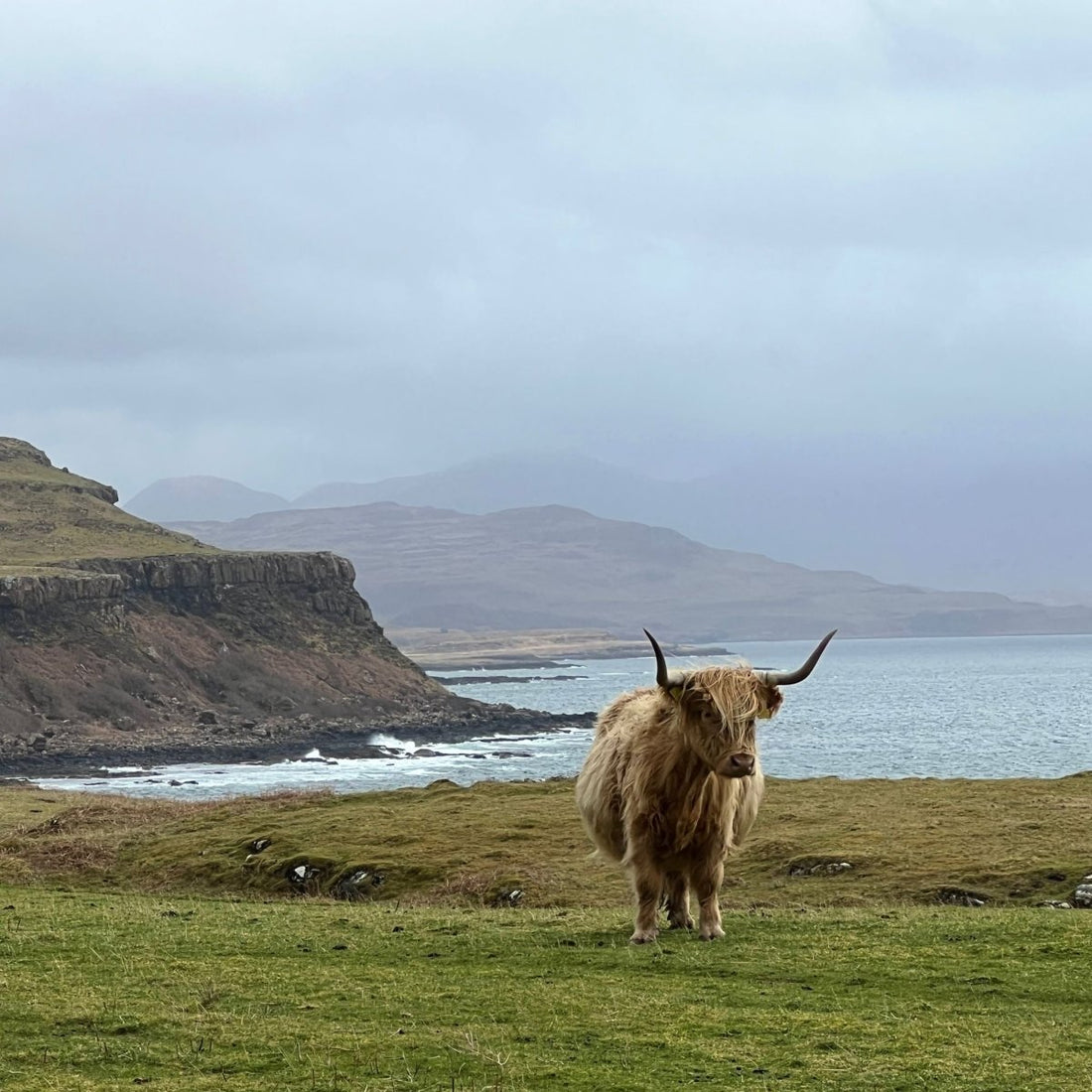 Scouting out McMoos: A Trip to Scotland - Jennifer Hogwood